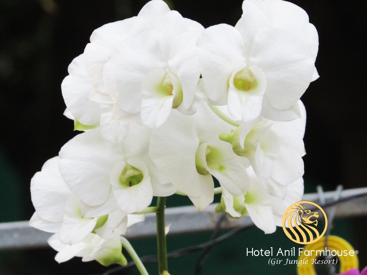 Hotel Anil Farmhouse Gir Jungle Resort Sasan Gir Εξωτερικό φωτογραφία